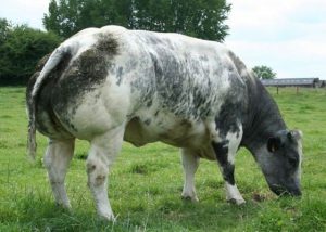 Belgian Blue