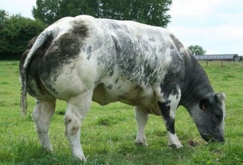 Belgian Blue