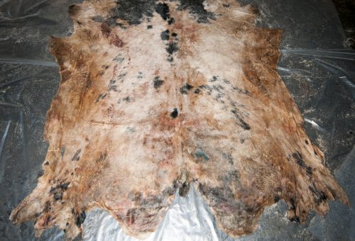 Belgian Blue - Finished product