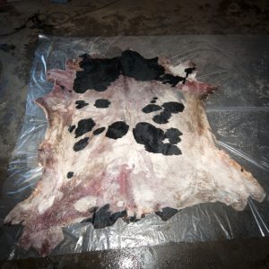 Holstein/Friesian - Finished product