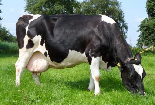 Holstein/Friesian